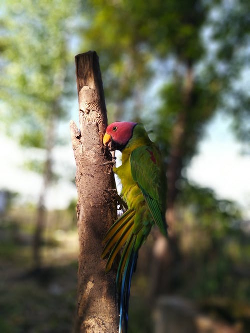 有关动物, 动物园, 动物摄影的免费素材图片