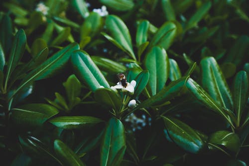有关动物, 动物摄影, 专注的免费素材图片