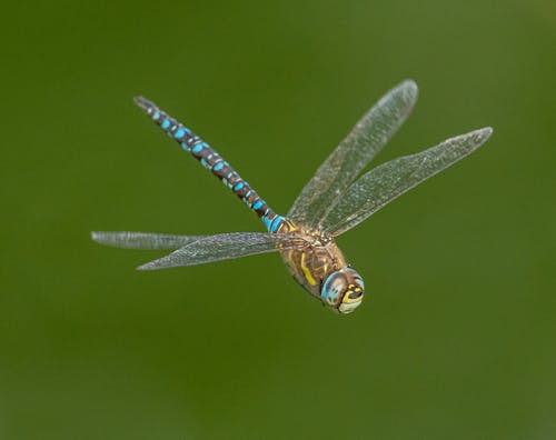 有关充满活力, 光, 和平的免费素材图片