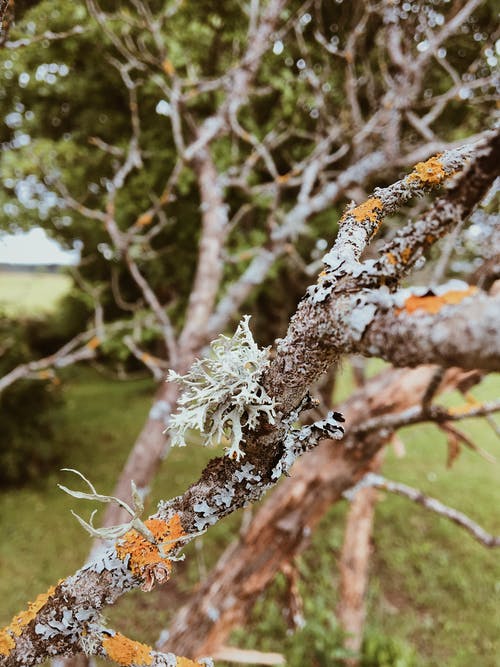 有关下落, 乾的, 分支机构的免费素材图片