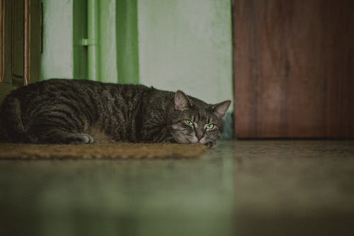 有关动物, 可爱, 可爱的的免费素材图片