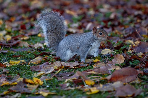 有关动物, 动物摄影, 哺乳动物的免费素材图片