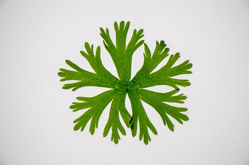 有关俯视图, 充满活力, 全年的免费素材图片