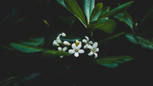 有关增长, 专注, 微妙的免费素材图片