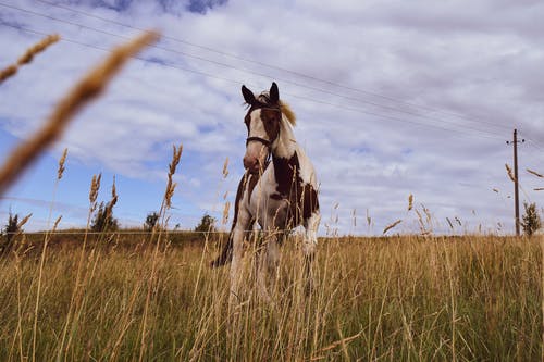 有关乾草地, 动物, 动物摄影的免费素材图片