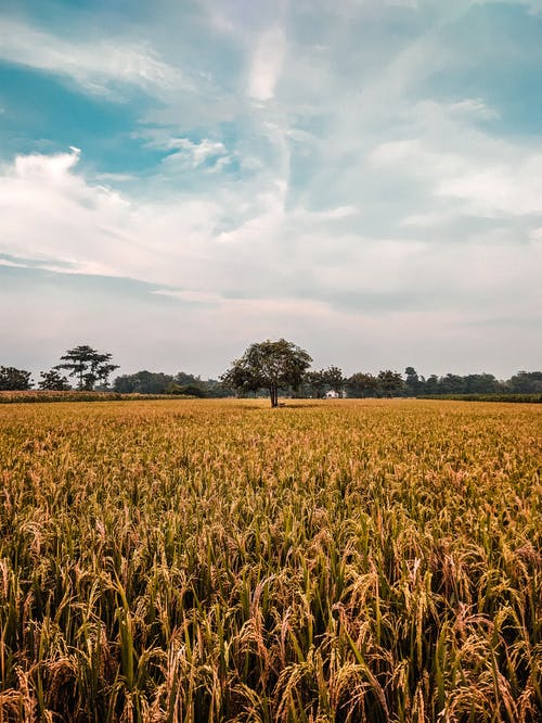 有关Copyspace, 冷静, 和平的的免费素材图片