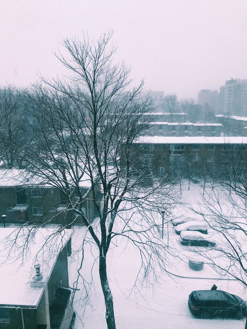 有关下雪的, 下雪的天气, 光秃秃的树木的免费素材图片