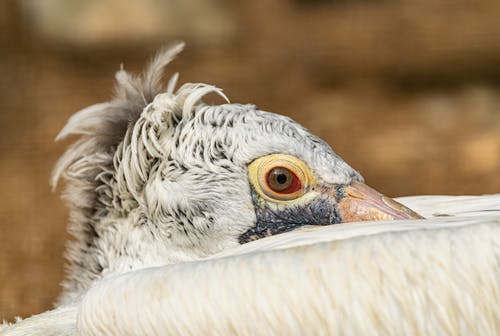 有关动物, 动物园, 动物摄影的免费素材图片