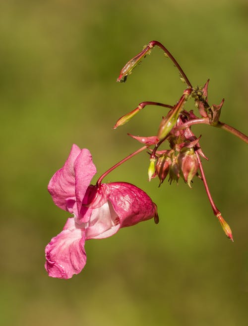 有关impatiens glandulifera, 光, 味道的免费素材图片