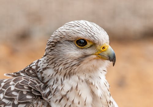 有关accipitriformes, 侧面图, 动物学的免费素材图片