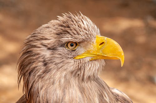 有关accipitriformes, 侧面图, 动物学的免费素材图片