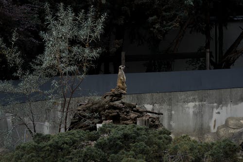 有关休息, 低角度, 侧面图的免费素材图片