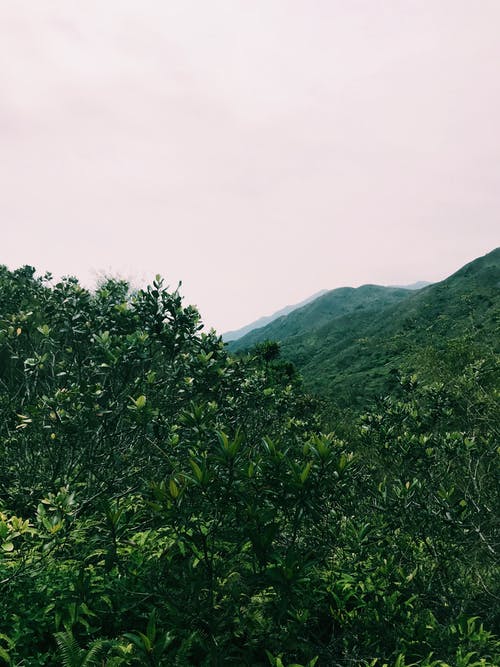 有关不变, 分公司, 华丽的的免费素材图片