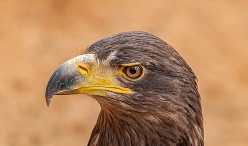 有关accipitriformes, 侧面图, 动物学的免费素材图片