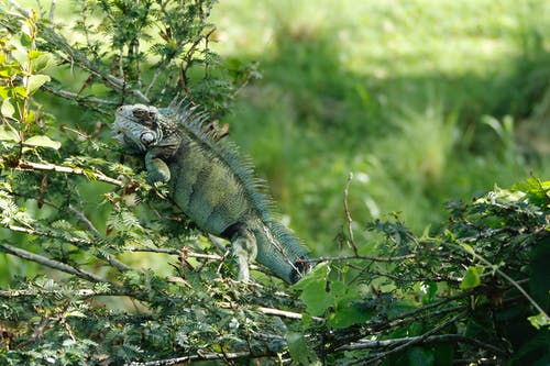 有关动物, 动物摄影, 尖刺的免费素材图片