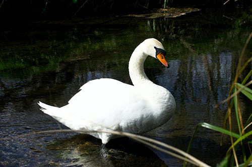 有关侧面图, 动物, 动物摄影的免费素材图片