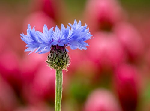 有关centaurea cyanus, 公园, 口味的免费素材图片