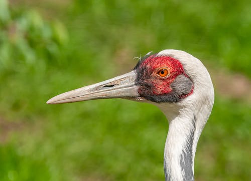 有关gruidae, 侧面图, 加拿大一枝黄花的免费素材图片