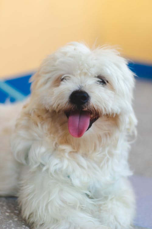 有关动物, 动物摄影, 可爱的免费素材图片