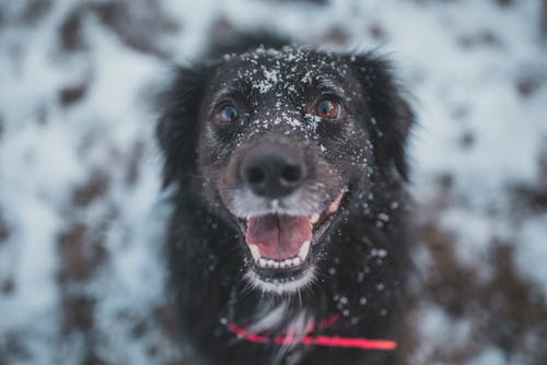 有关下雪的, 冬季, 冷的免费素材图片