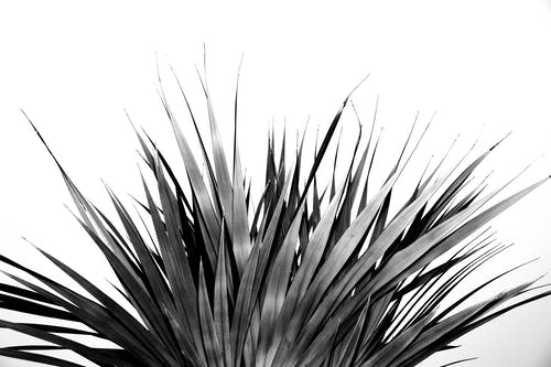 有关bw, 公园, 原本的免费素材图片