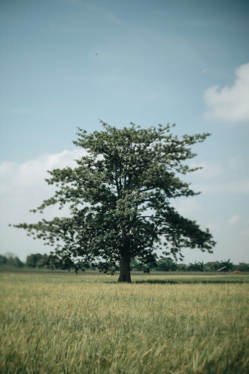 有关印尼, 垂直拍摄, 树的免费素材图片