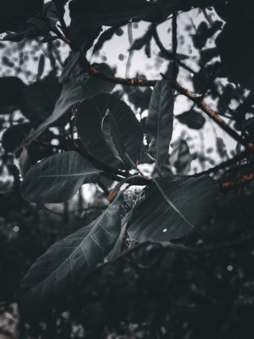 有关bw, 不均匀的, 公园的免费素材图片