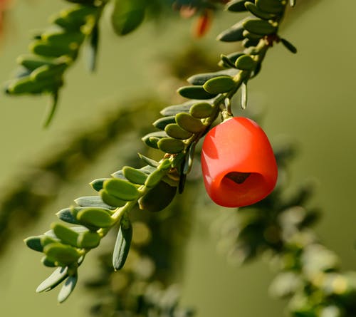 有关公园, 分公司, 园艺的免费素材图片