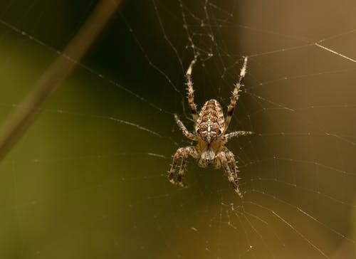 有关araneus diadematus, orb weaver, Web的免费素材图片