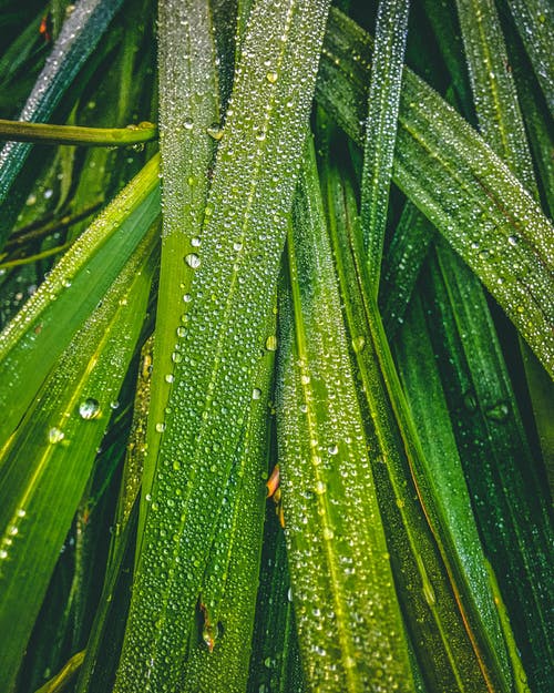 有关垂直拍摄, 植物学, 植物的的免费素材图片