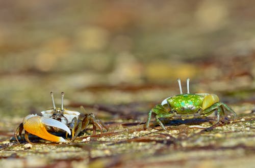 有关brachyura, 乾的, 充满活力的免费素材图片