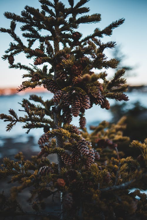 有关假日, 公園, 冬季的免费素材图片