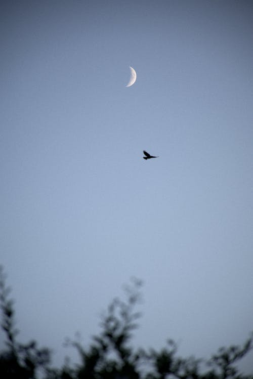 黑鸟飞 · 免费素材图片