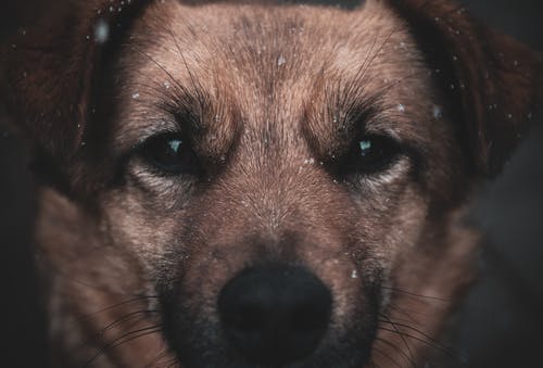 有关伴侣, 冬季, 冷的免费素材图片