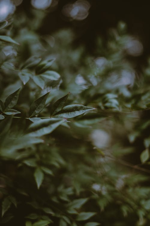 有关不均匀的, 公园, 分公司的免费素材图片