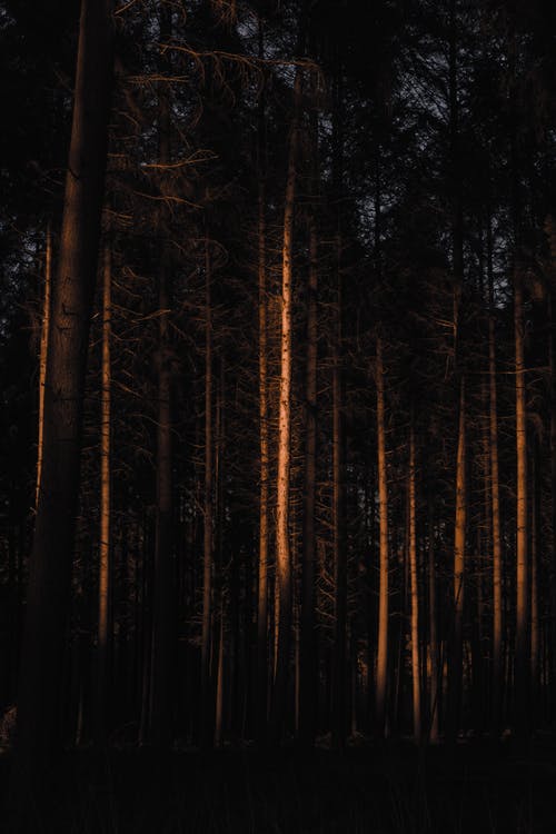 在黑暗的森林里的无叶针叶树 · 免费素材图片