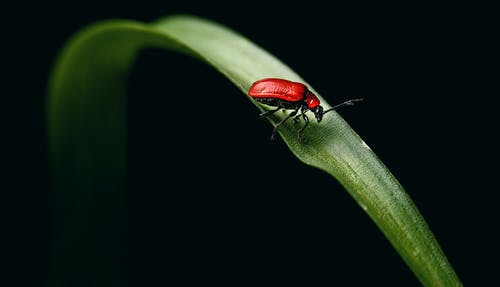 在绿色的植物上的小红猩红色百合甲虫 · 免费素材图片