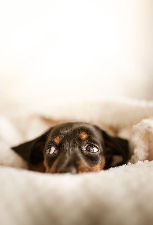 可爱的腊肠狗小狗躺在舒适的床上 · 免费素材图片