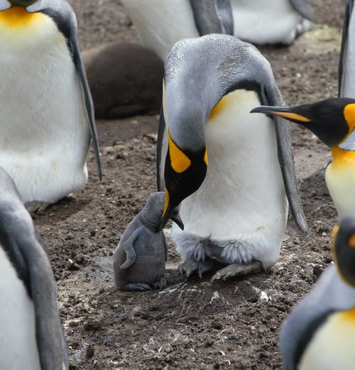有关一起, 人口, 企鹅的免费素材图片