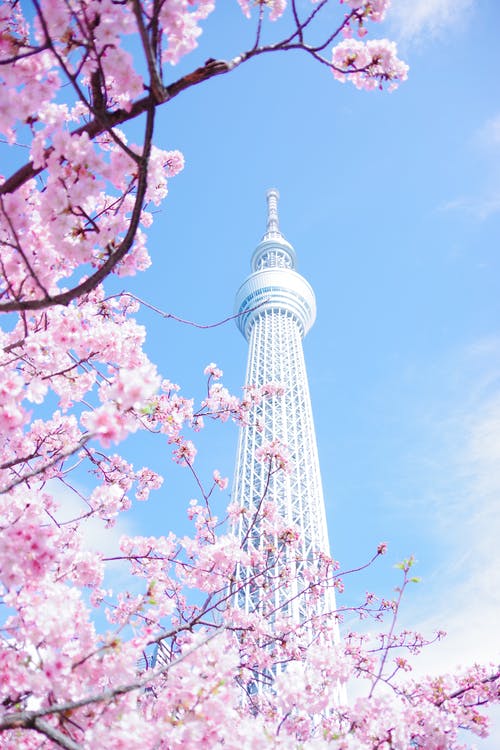 粉色樱花树在蓝蓝的天空下 · 免费素材图片