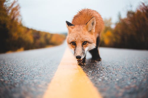 多彩的狐狸在空荡荡的道路上行走 · 免费素材图片