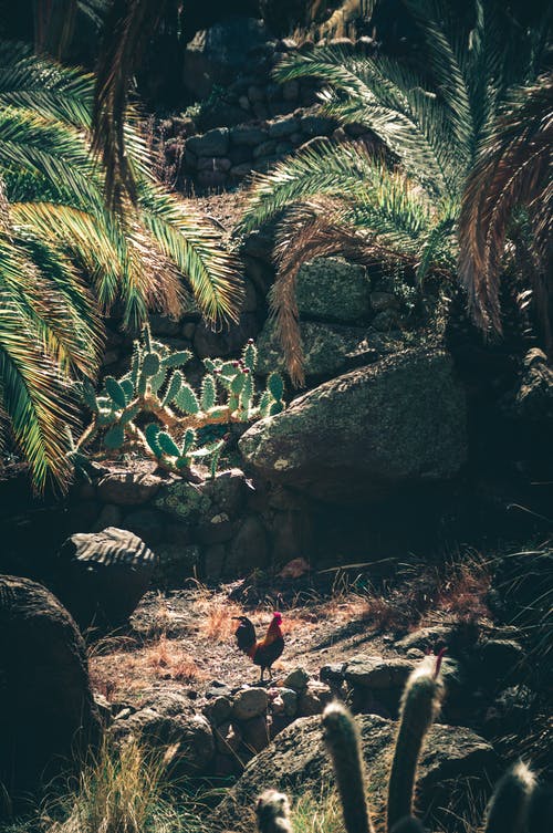 有关仙人掌, 假期, 公鸡的免费素材图片