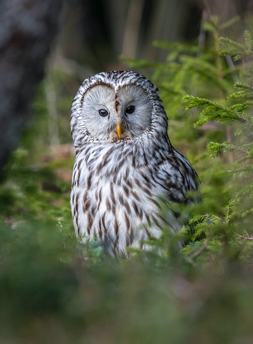 有关strix uralensis, 乌拉尔猫头鹰, 动物的免费素材图片