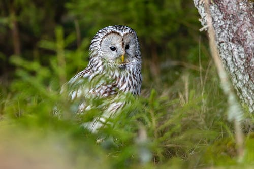 有关strix uralensis, 乌拉尔猫头鹰, 动物的免费素材图片