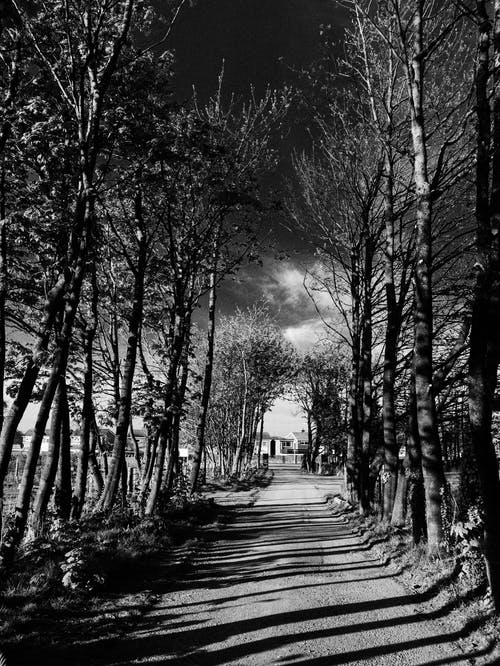 树木和道路的灰度照片 · 免费素材图片