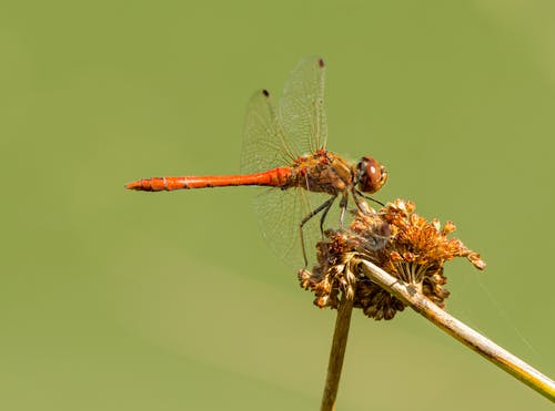 有关anisoptera, 乾的, 侧面图的免费素材图片