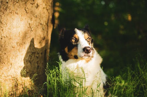 有关动物, 可爱, 品种的免费素材图片