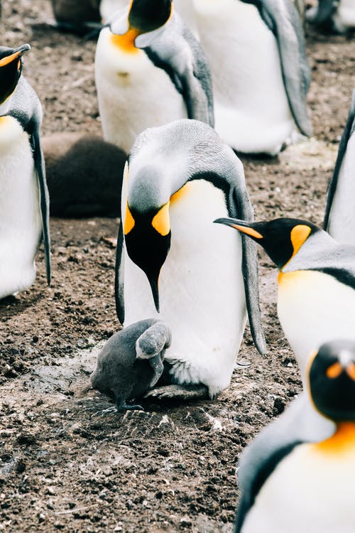 有关一群动物, 一起, 企鹅的免费素材图片