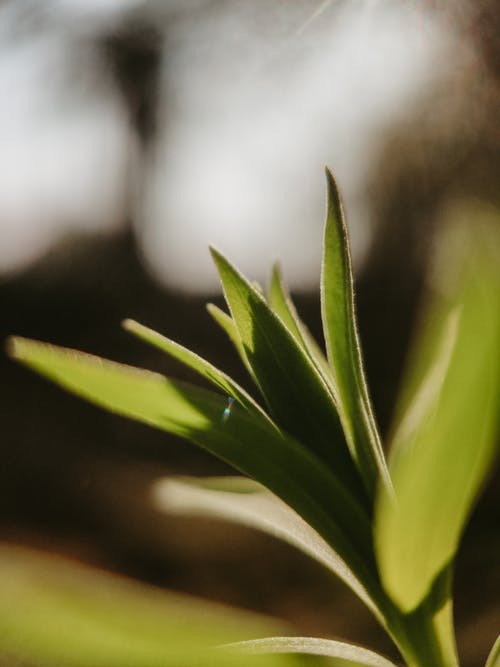 有关光滑, 公园, 和谐的免费素材图片