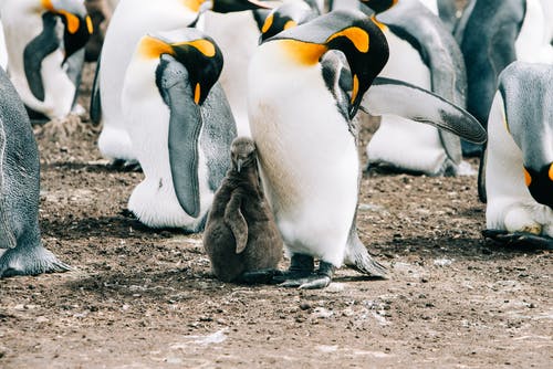 有关一起, 企鹅, 保护的免费素材图片